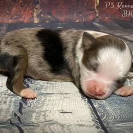Miniature Australian Shepherd and Toy Australian Shepherd Puppies from P3 Toy and Mini Aussie’s