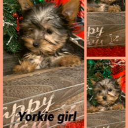 Goldendoodle, Bernedoodle, Poodle, Sheepadoodle, and Yorkshire Terrier Puppies from Free State Pedigrees
