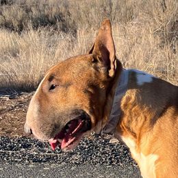 Hutch - Bull Terrier