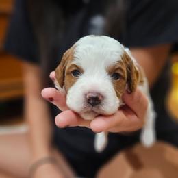 Houston - Blenheim male Cavapoo puppy in Glendale, Arizona from Cool Cavapoos