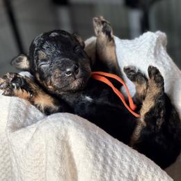 Pumpkin - Tri-color male Bernedoodle puppy in Munster, Indiana from Miranda’s Sunshine Poodles and Doodles