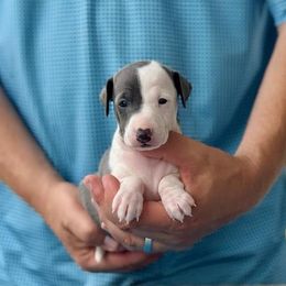 Boy 1 - Blue male Italian Greyhound puppy in Sugar Valley, Georgia from Pinnacle Farm and Kennel