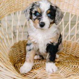 Cypress - Blue merle male Aussiedoodle puppy in Spanish Fork, Utah from K Brand Doodles