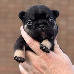Bulldog and French Bulldog Puppies from MamaNette’s Beautibulls