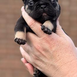 Bulldog and French Bulldog Puppies from MamaNette’s Beautibulls