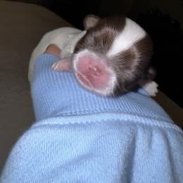 Clarabelle - Liver and white female Shih Tzu puppy in Riverside, California from It’s a Shih Tzu world