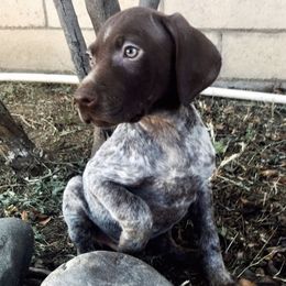 German Shorthaired Pointers from Davalos GSP’s
