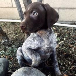 German Shorthaired Pointers from Davalos GSP’s