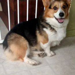 Pembroke Welsh Corgi All Grown Up from Heulyn Corgis