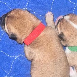 Cassius - red collar - Red male Shiba Inu puppy in Inverness, Florida from Shore Thing Shiba’s