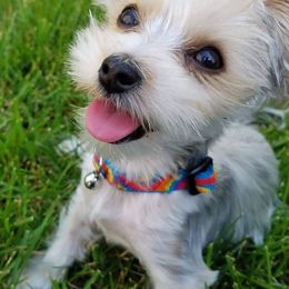 Shorkies and Yorkshire Terriers from Mine and Yorkies, LLC