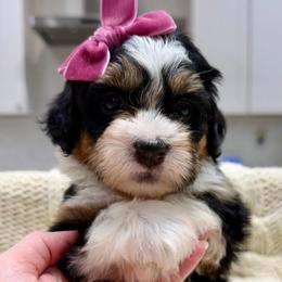 Sundae - Tri-color female Bernedoodle puppy in Herriman, Utah from Rose Canyon Doodles