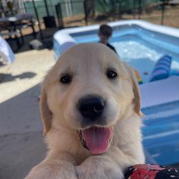 Green collar female - Light golden female Golden Retriever puppy in Yucaipa, California from Blessed Goldens