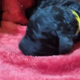 Poodle Puppies from Ma-n-Pawz