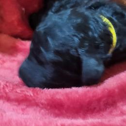 Poodle Puppies from Ma-n-Pawz