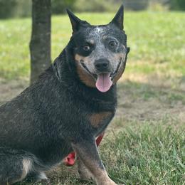 Smoke - Australian Cattle Dog