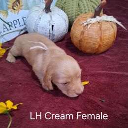 Girl 1 - Cream female Dachshund puppy in Farmerville, Louisiana from Hancock House of Basset Hounds & Mini Dachshunds