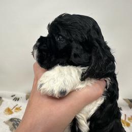 Valor - Black and white male Cocker Spaniel puppy in Cincinnati, Ohio from Abundance of Joy LLC Cocker Spaniels