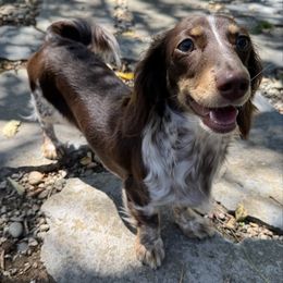 Gemma - Chocolate and cream female Dachshund puppy in Cherry Valley, California from Sugar and Spice Dachshunds