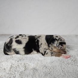 Piper - Blue merle female Catahoula Leopard Dog puppy in Doerun, Georgia from Twig & Tail Puppies