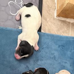 Pie girl - Piebald female Dachshund puppy in Madison, Wisconsin from SK Miniature   Dachshunds