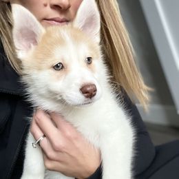 Elle - White Pomsky puppy in Kentwood, Michigan from Pupstar Pomskies