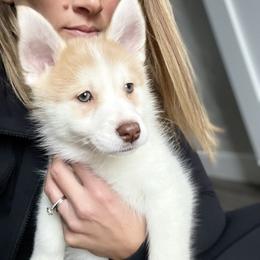 Elle - White Pomsky puppy in Kentwood, Michigan from Pupstar Pomskies