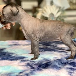 Tozi - Slate Xoloitzcuintli puppy in Victorville, California from Elegancia Vintage Xoloitzcuintle