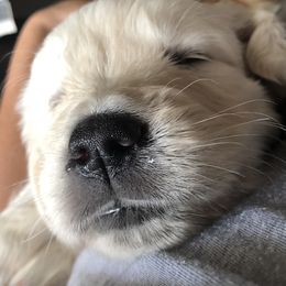 Golden Retriever, Poodle, and Shih Tzu Puppies from Shih Tzu Castle & Platinum Paws