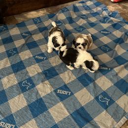 Shih Tzu Puppies from Added family
