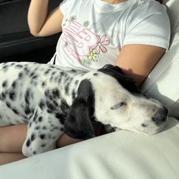 Dalmatian Puppies from Salermo’s farm