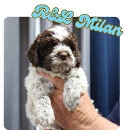 Milan - Brown roan male Lagotto Romagnolo puppy in Coos Bay, Oregon from Royal and Loyal Lagotto Romagnolo