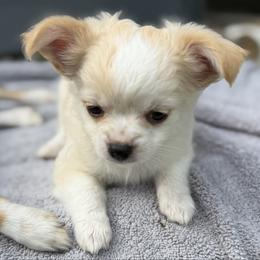 Gem - Cream and white male Chihuahua puppy in Amity, Pennsylvania from Rhoda and Verna