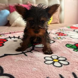 Andrea - Blue and gold female Yorkshire Terrier puppy in Los Angeles, California from Munoz yorkies