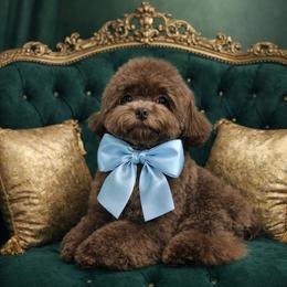 COCO - Brown female Poodle puppy in San Diego, Temecula, Ontario, California from Yorkie & Maltese Royalty