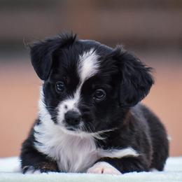 Marigold - Black tri female Miniature American Shepherd puppy in Chocowinity, North Carolina from Foxtail Hollow
