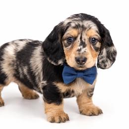 William - Dapple male Dachshund puppy in Illinois from William Rotsaert