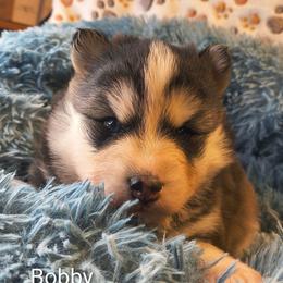 Bobby - Black and white male Pomsky puppy in Blackfoot, Idaho from Snake River Pomskys