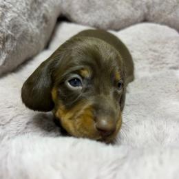 Almond - AKC - Dapple male Dachshund puppy in Sterling, Colorado from Country Chics Doxies