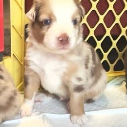 Sprout - Red merle male Australian Shepherd puppy in Williston, Florida from Over The Rainbow Aussies