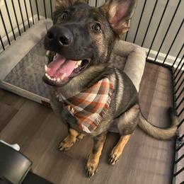 German Shepherd Puppies from Fancy GSDs