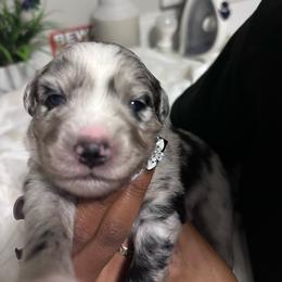 TBD - Blue merle female Miniature Australian Shepherd puppy in Town 'N' Country, Florida from House of Miniature Aussies