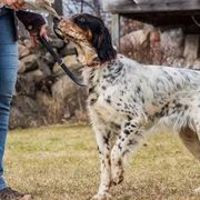 English Setters from Roos Farms English Setters