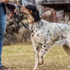 English Setters from Roos Farms English Setters