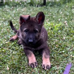 Purple collar - Sable female German Shepherd puppy in Westport, Massachusetts from Lori's German Shepherds