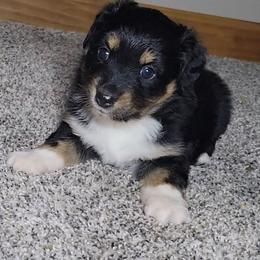 Rajah - Black tri female Miniature Australian Shepherd puppy in Sunbury, Pennsylvania from Elemental Mini Aussies