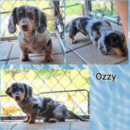 Ozzy - Dapple male Dachshund puppy in Jacksonville, Texas from ArmnalegRanch LLC
