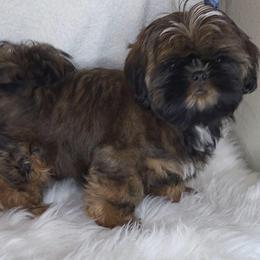 Luna Lovegood - Gold female Shih Tzu puppy in Riverside, California from Raincross Shih Tzu