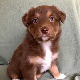 "Ruby x Ben's dad" Australian Shepherd Puppies from Cedar Creek Farm