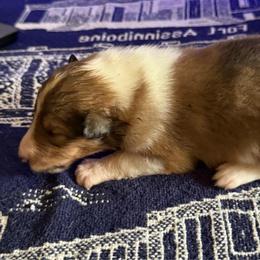 Merlin - Sable and white male Collie puppy in Malvern, Arkansas from Lost Acres Collies